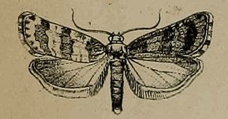 <i>Cochylimorpha cultana</i> Species of moth