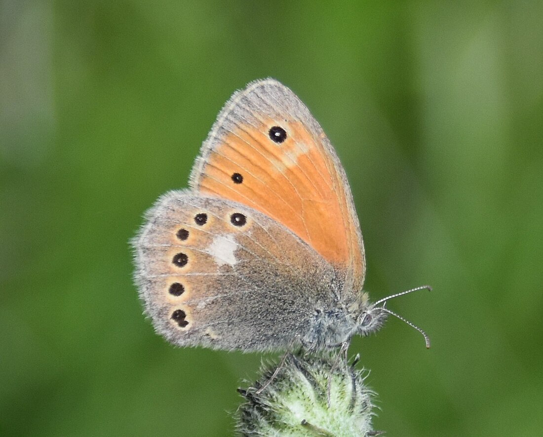 Coenonympha rhodopensis