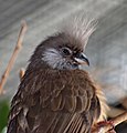 * Nomination Speckled mousebird (Colius striatus) in the Bird Kingdom aviary, Niagara Falls, Ontario, Canada. --The Cosmonaut 01:26, 30 March 2020 (UTC) * Decline  Oppose To blurry, sorry --Podzemnik 03:00, 30 March 2020 (UTC)