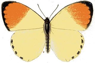 <i>Colotis incretus</i> Species of butterfly