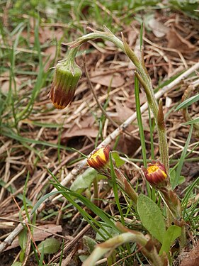 Colt's-Foot (Tussilago farfara)