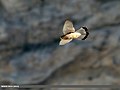Common Kestrel (Falco tinnunculus) (22118758776).jpg