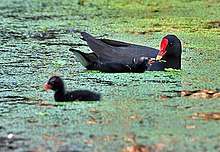 Common moorhen, breeds in small numbers. Common Moorhen (Gallinula chloropus) feediing juveniles in Kolkata Im IMG 3183.jpg