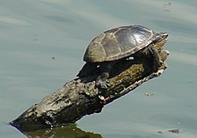 Sternotherus odoratus basking, Morris Co., New Jersey (2011) Common Musk Turtle (6762048015) (cropped).jpg