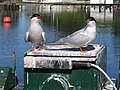 Common Terns on box with antenna and scale.JPG