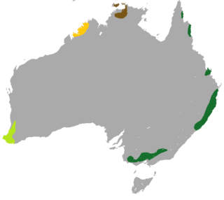 <span class="mw-page-title-main">Northern brush-tailed phascogale</span> Species of marsupial