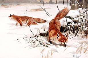 Renards communs dans la neige par Friedrich Wilhelm Kuhnert en 1893. (définition réelle 2 000 × 1 316)
