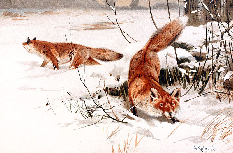 File:Common foxes in the snow.jpg