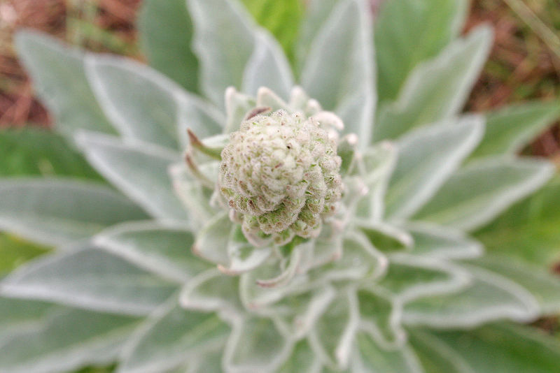 File:Common mullein02.jpg