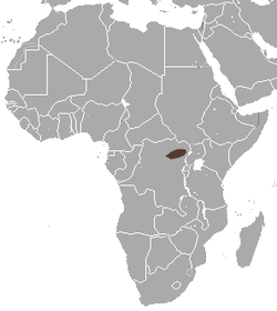 Congo White-toothed Shrew area.png