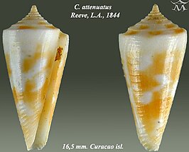 Conus attenuatus