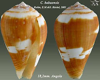 <i>Conus babaensis</i> Species of sea snail