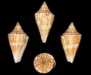 <i>Conus ernesti</i> Species of sea snail