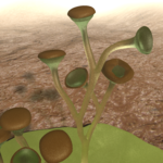 Reconstruction of Cooksonia, a vascular plant from the Silurian Cooksonia pertoni.png