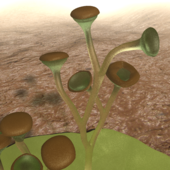 Life restoration of the Silurian-Early Devonian primitive land plant Cooksonia Cooksonia pertoni.png