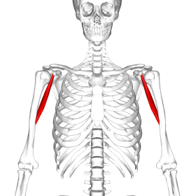 موضع العضلة الغرابية العضدية موضح باللون الأحمر.