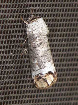 <span class="mw-page-title-main">Cossidae</span> Family of moths