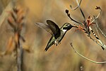 Thumbnail for File:Costa's Hummingbird at Arizona-Sonora Desert Museum.jpg