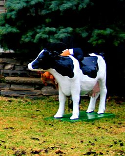 Cow3on front lawn