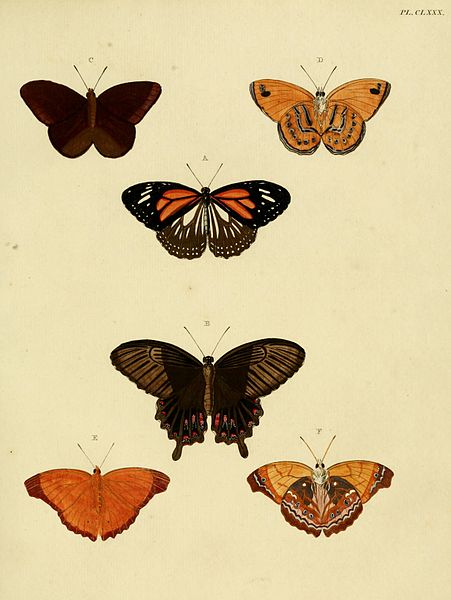 File:CramerAndStoll-uitlandsche kapellen vol. 2- plate 180.jpg