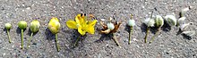 Stages of creosote flower development, from bud (left) to fruit and seeds (right) Creosote Bush Flower Stages.jpg