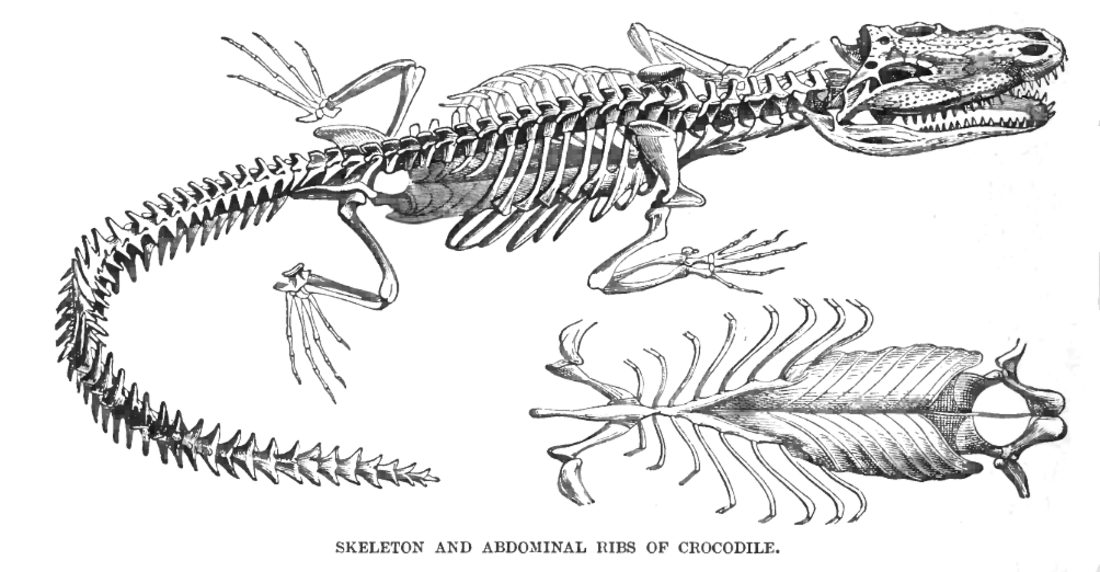 File:Crocodilelyd5.png