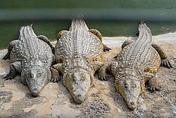 Crocodylus niloticus in Gran Canaria.jpg