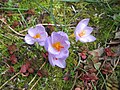 Crocus longiflorus