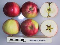 Cross section of Gyllenkroks Astrakan, National Fruit Collection (acc. 1927-019) .jpg