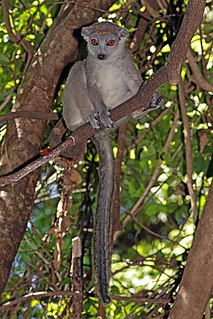 True lemur genus of mammals