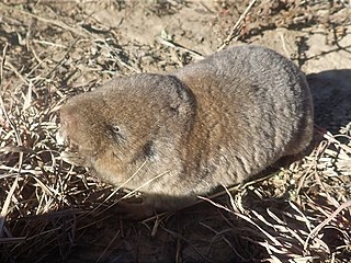 <span class="mw-page-title-main">Common mole-rat</span> Species of rodent