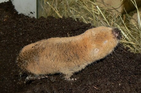 File:Cryptomys mechowi Plzen zoo 02.2011.jpg