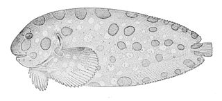 <i>Crystallichthys</i> Genus of fishes