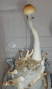 Psilocybe cubensis için küçük resim