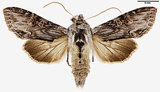 <i>Cucullia gnaphalii</i> Species of moth