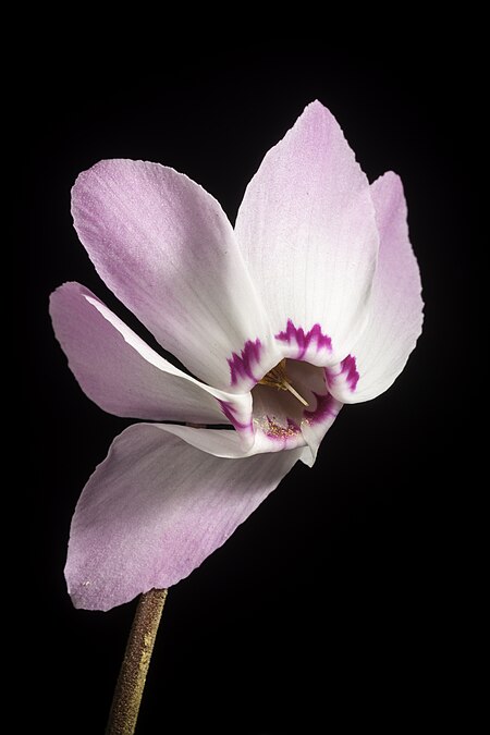 Cyclamen_libanoticum