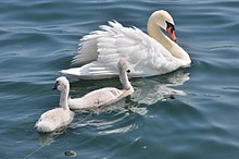 Introduced to the local ecosystem in the 19th century, mute swans are seen as an invasive species in Toronto. Their population requires regular management from the TRCA. Cygnus olor Toronto.JPG