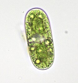 Cylindrocystis brebissonii 118216146.jpg