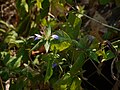 Cynarospermum asperrimum (6361763417).jpg