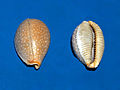 Stippled cowry