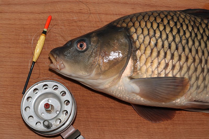 File:Cyprinus carpio 2021 G1.jpg