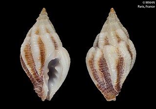 <i>Cytharomorula pinguis</i> Species of gastropod