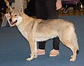 Czechoslovakian Wolfdog