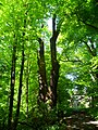 Dub v přírodní rezervaci Łężczok (Raciborz, Polsko), který nese jméno Sobieski (anglicky Sobieski Oak).