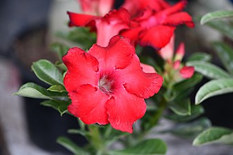 Plant of Thailand - Adenium in Thailand.