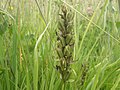 Dactylorhiza praetermissa