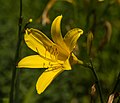 Daglelie, Hemerocallis. Locatie, Tuinen Mien Ruys.