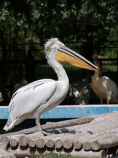 Dalmatian pelican (AP4N1269 1) (21046745195).jpg
