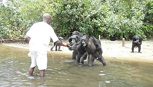 Chimpanzees abandoned by the New York Blood Center receive food from local volunteers. Date