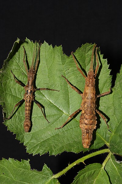 File:Dares verrucosus - pair.JPG